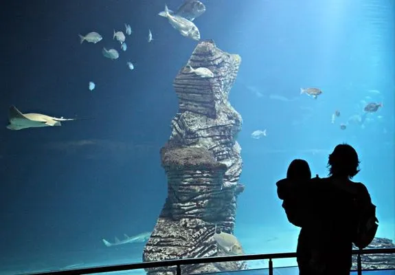 Peces nadando en el interior del Oceanográfico de Valencia