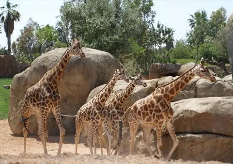 Jirafas en bioparc de Valencia