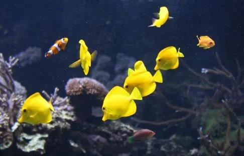 Peces en Oceanográfico de Valencia