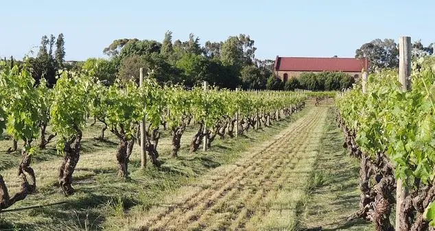 Campos de viñas con casa en el fondo