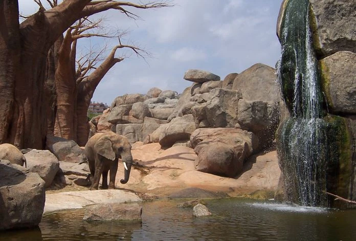Elefantes en el Bioparc de Valencia