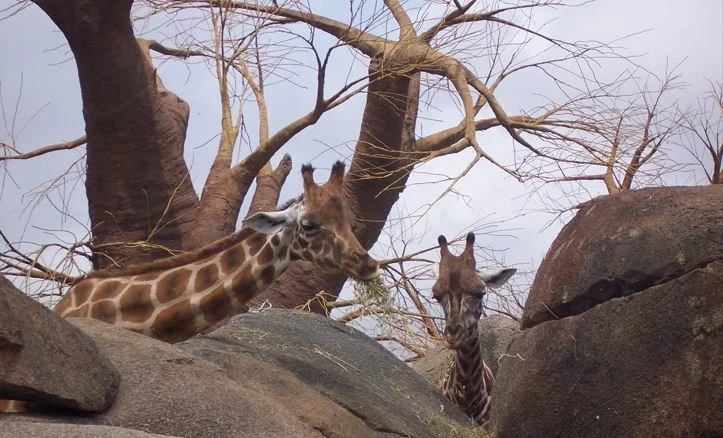 Jirafas comiendo en el Bioparc de Valencia