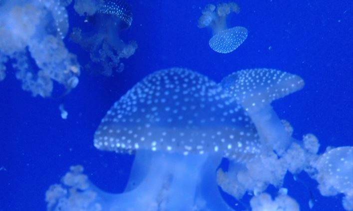 Medusas en el Oceanográfico de Valencia